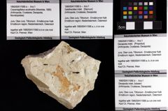 Foto (Objket + Etiketten) von Decapoda indet. (lobster) 